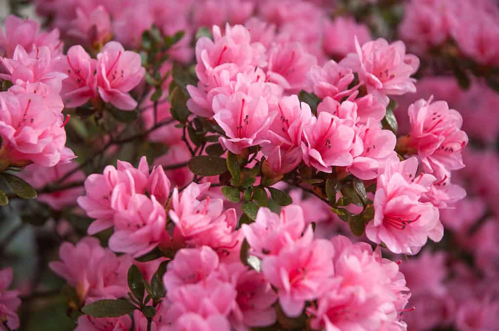 Pianta da fiore di azalea che fiorisce a Wilmington, Carolina del Nord.  Festa delle azalee.