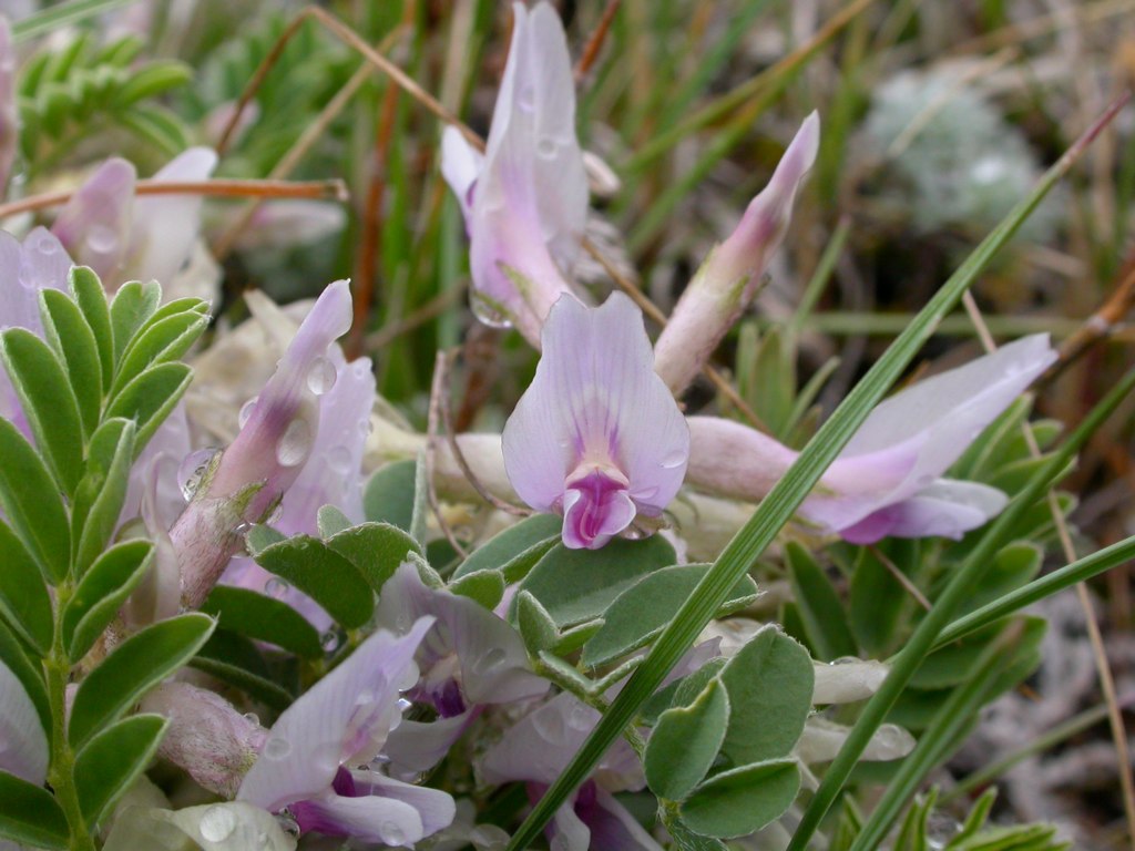 Prugna macinata Milkvetch (Astragalus crassicarpus)