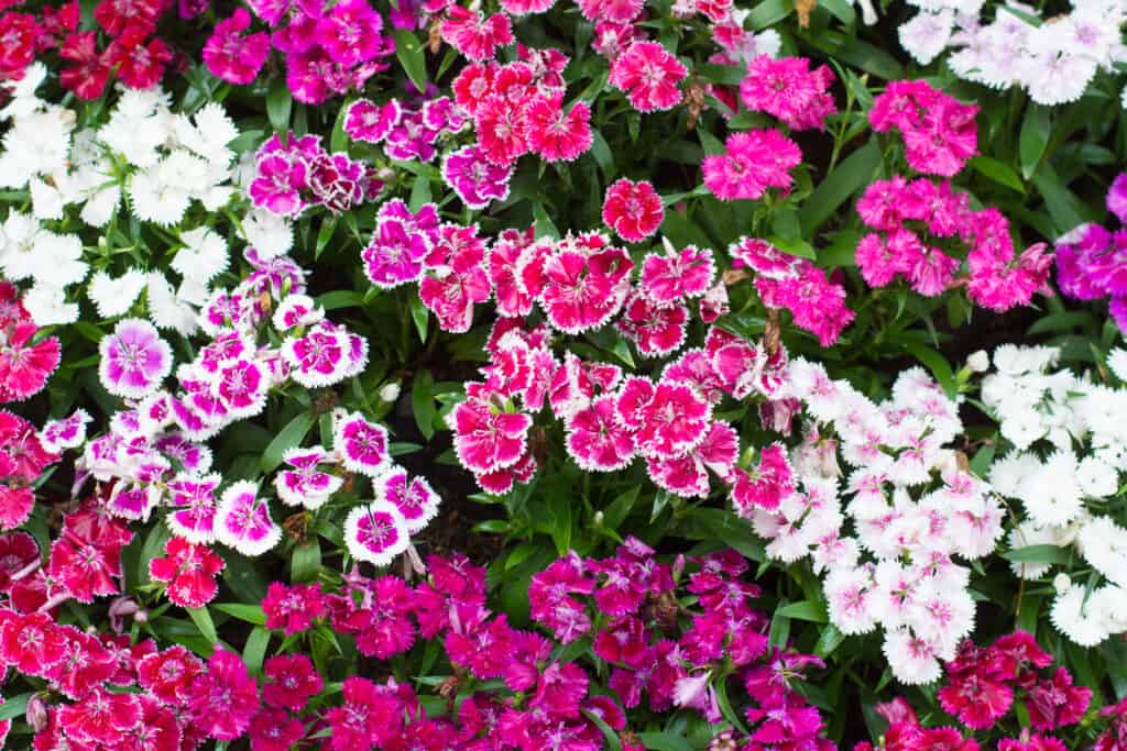Una cornice piena di varie varietà di dianthus in varie tonalità di viola, rosa e bianco, con fogliame verde minimo