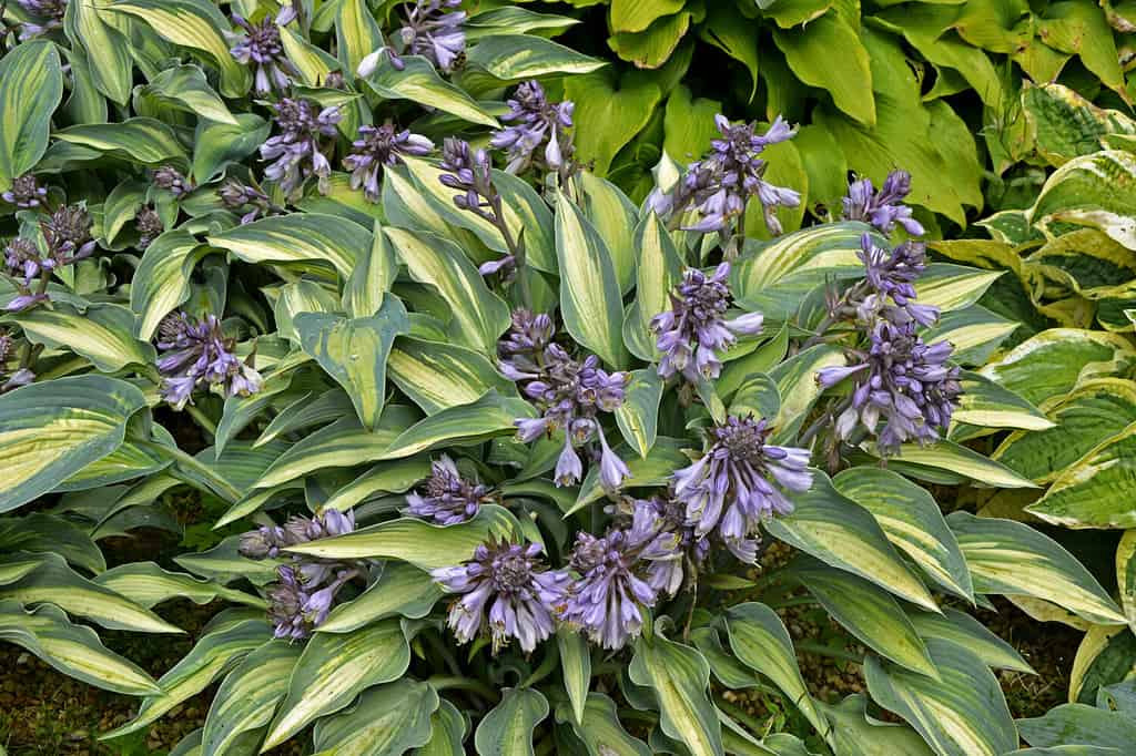 Primo piano di un bordo di fiori con la fioritura di Hosta 'June'