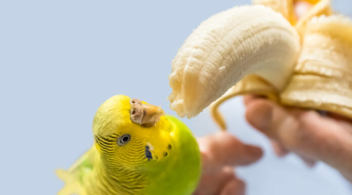 il parrocchetto budgerigar dell'animale domestico verde e giallo viene alimentato a mano con una banana sbucciata