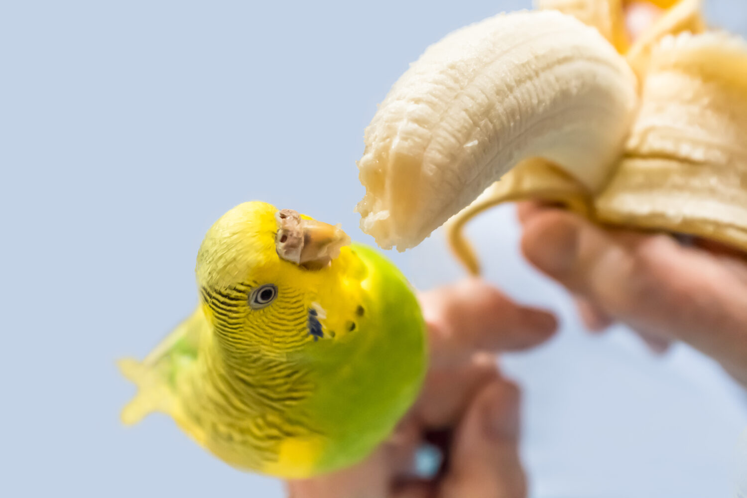 il parrocchetto budgerigar dell'animale domestico verde e giallo viene alimentato a mano con una banana sbucciata