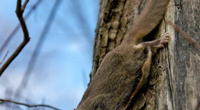   Scoiattoli volanti settentrionali (Glaucomys sabrinus) su un tronco d'albero