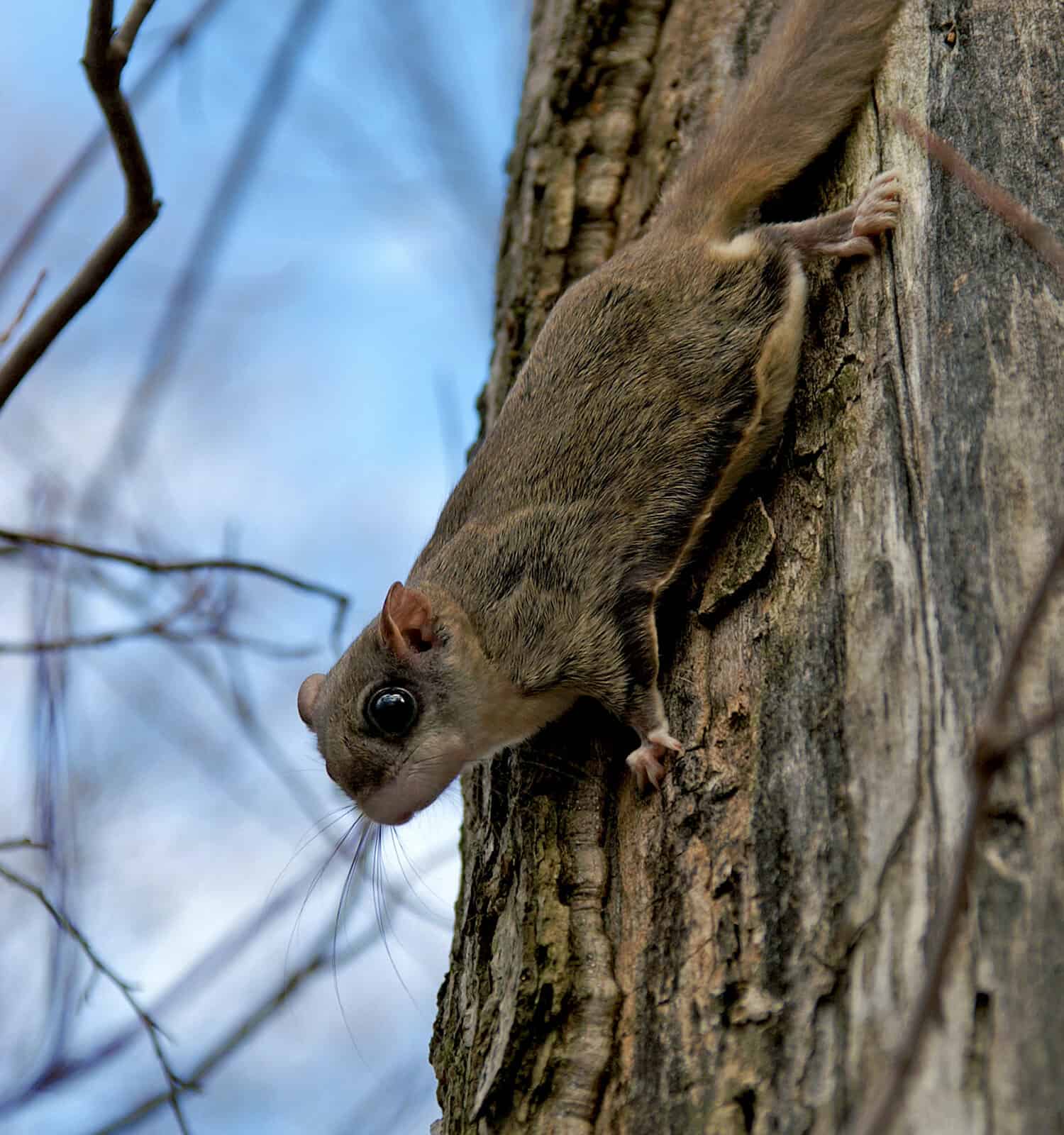   Scoiattoli volanti settentrionali (Glaucomys sabrinus) su un tronco d'albero