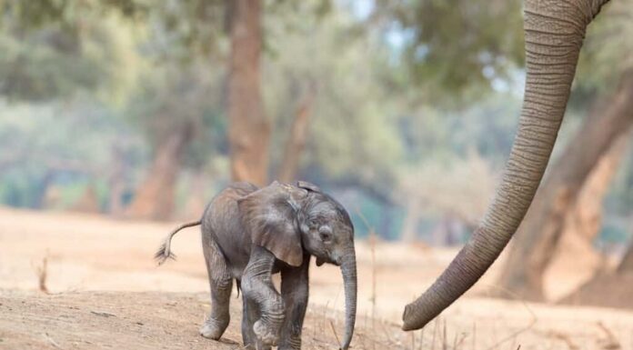 Il cucciolo di elefante muove i suoi primi passi nervosi solo 20 minuti dopo la nascita

