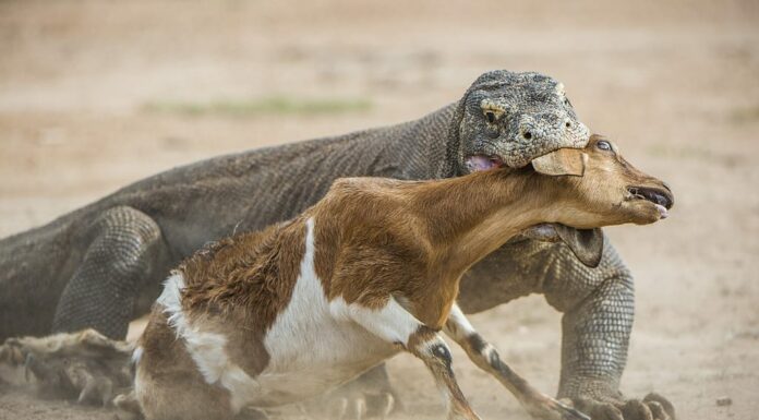 Il drago di Komodo (Varanus komodoensis) attacca la preda.  È la lucertola vivente più grande del mondo. Sull'isola Rinca.  Indonesia.