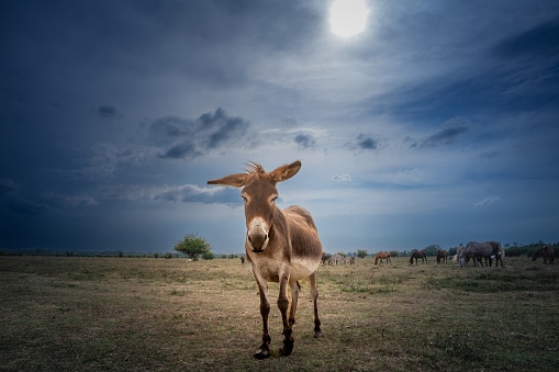 Sfocatura selettiva su un mulo che guarda una telecamera con un cielo grigio nuvoloso a Zasavica, Serbia.  Un mulo è un ibrido tra un asino e un cavallo.