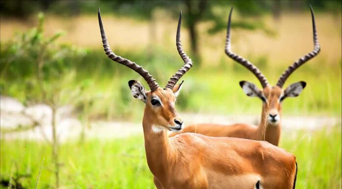 Il ghepardo insegue un impala, strappandogli le zampe e facendolo volare sotto una jeep da safari
