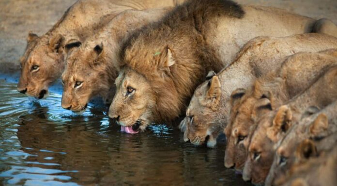 Un orgoglio di leoni che bevono da uno stagno.