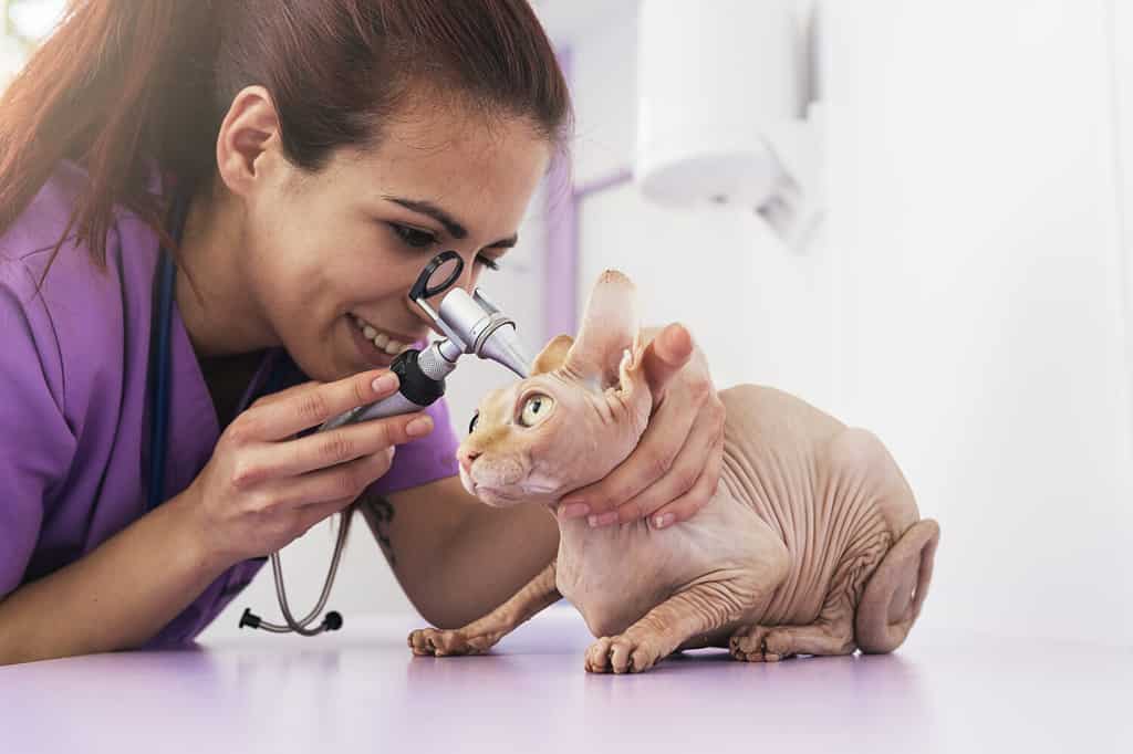 Il medico veterinario sta facendo un controllo di un bel gatto carino.  Concetto veterinario.