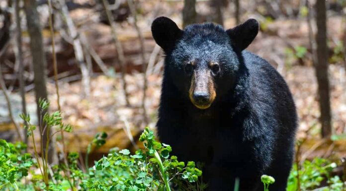 Orso nero americano nel Parco nazionale di Shenandoah, Virginia