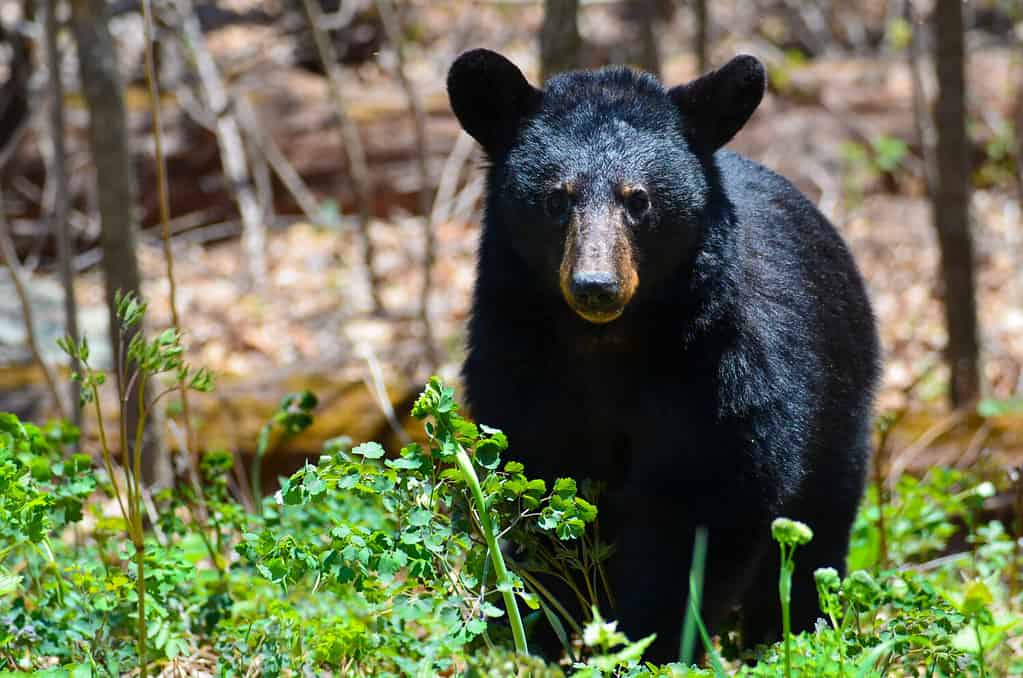 Orso nero americano nel Parco nazionale di Shenandoah, Virginia