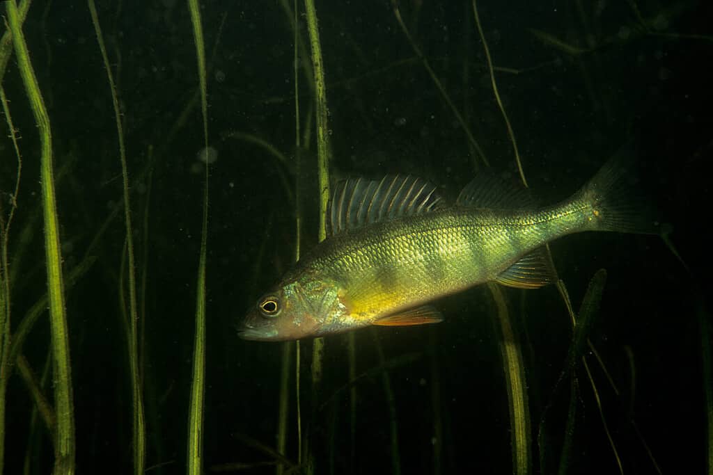Pesce persico giallo sott'acqua nel San Lorenzo