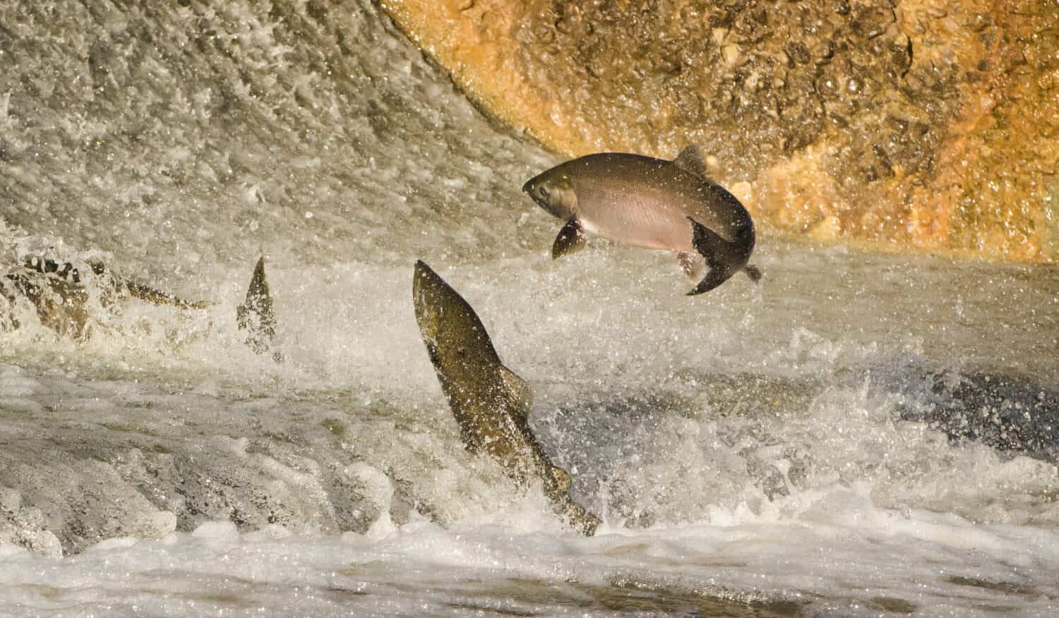 Salmone Chinook che salta alla caduta dell'acqua