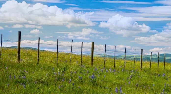 Fenceline su Open Cattle Range al Douglas Lake Ranch