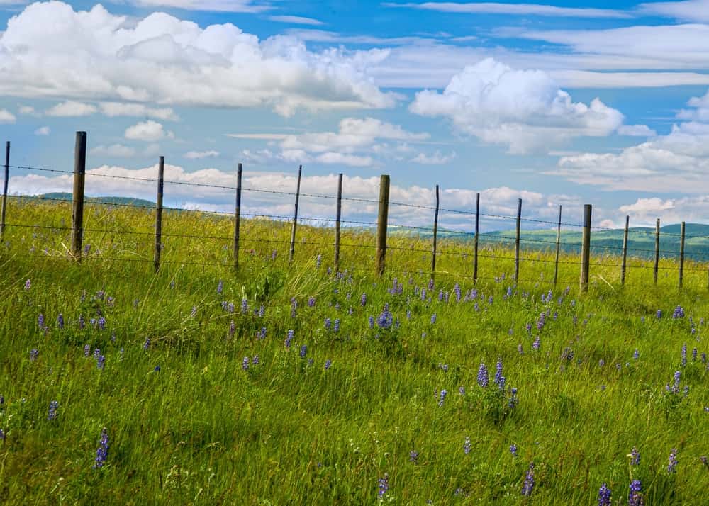 Fenceline su Open Cattle Range al Douglas Lake Ranch