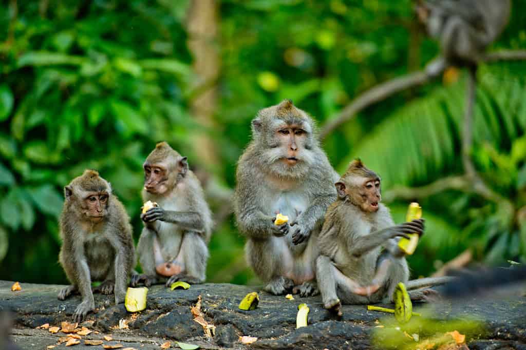 Le scimmie adulte si siedono e mangiano frutti di banana nella foresta.  Foresta delle scimmie, Ubud, Bali, Indonesia.