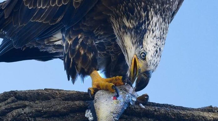 Aquila calva nell'albero che mangia pesce