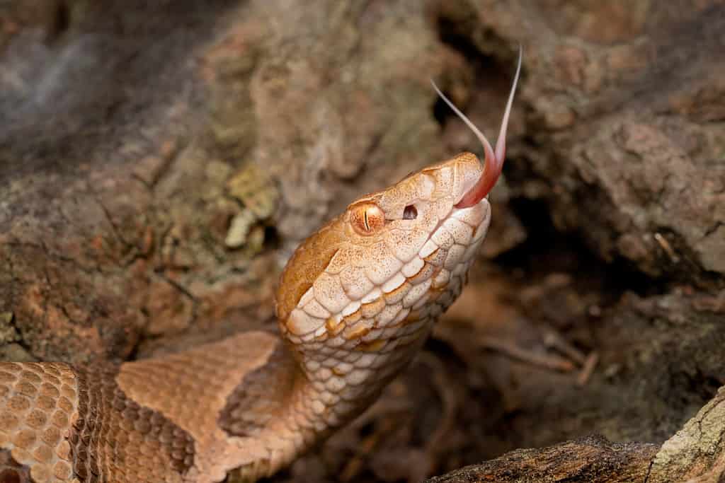 Serpente velenoso Copperhead con lingua biforcuta