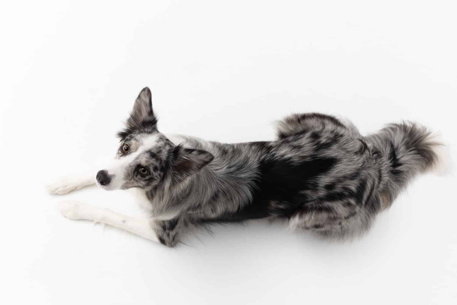 Un cane Border Collie giace su uno sfondo bianco.  Vista dall'alto.  Il cane è colorato nei toni del bianco e del nero e ha il pelo lungo e delicato.  Un ottimo cane da pastore.  Cornice panoramica.