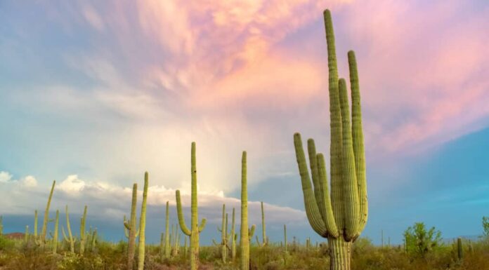 L'Arizona è così calda in questo momento, anche i cactus si stanno sgretolando
