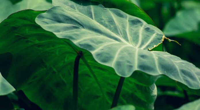 Giant Taro. Giant Taro, Alocasia Indica Cespugli verdi, piante biennali, erbacce acquatiche che si verificano nelle zone tropicali umide.  Grande foglia verde Utilizzato come mangime.