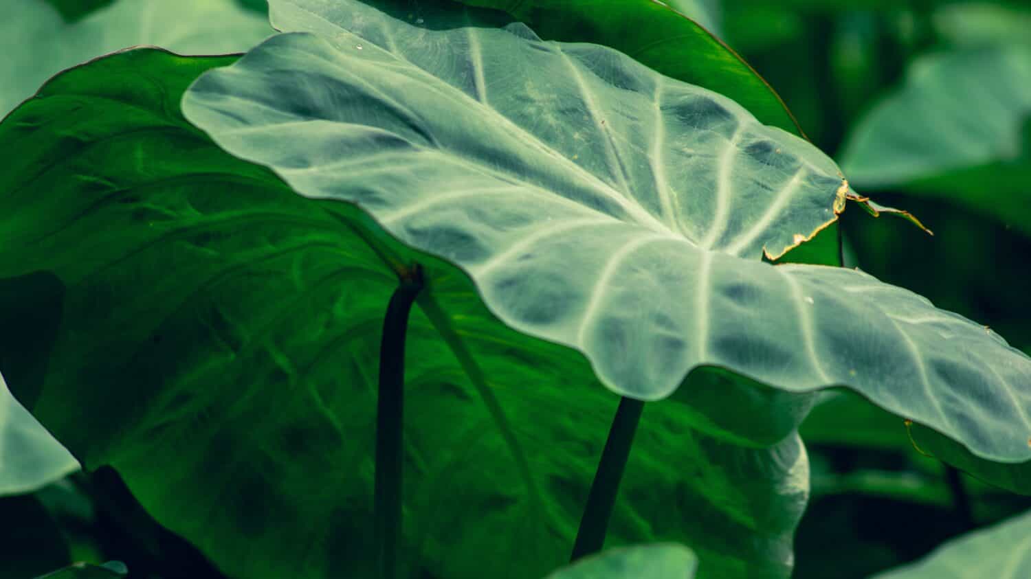 Giant Taro. Giant Taro, Alocasia Indica Cespugli verdi, piante biennali, erbacce acquatiche che si verificano nelle zone tropicali umide.  Grande foglia verde Utilizzato come mangime.