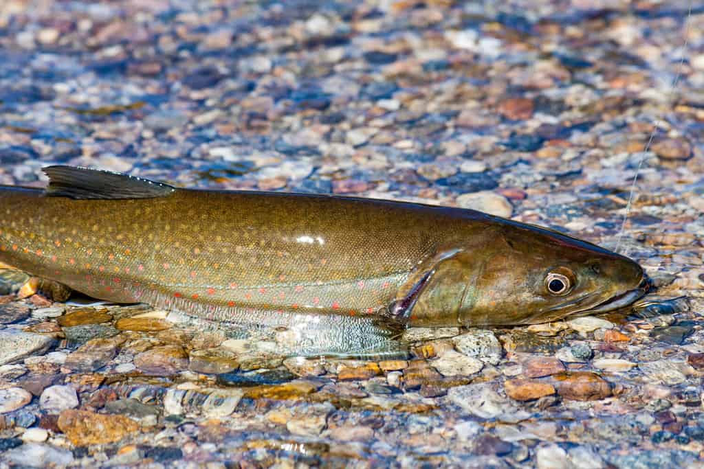 Trote toro selvatiche catturate e rilasciate in Idaho