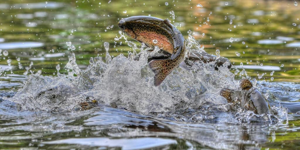 Trota iridea saltatrice nel Michigan