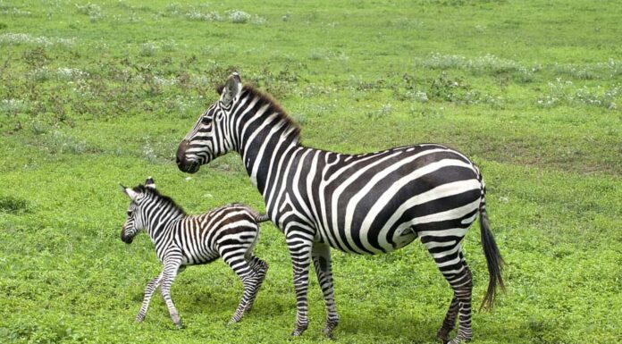 Zebra e bambino
