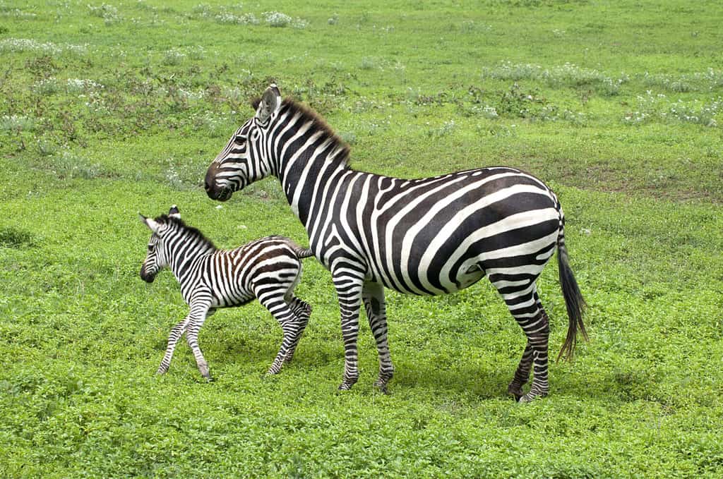 Zebra e bambino