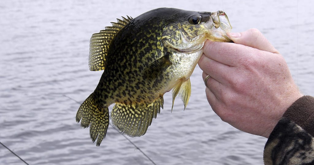 Pescatore che tiene un grande Crappie per la mascella con il lago sullo sfondo