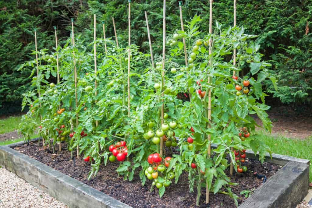 Piante di pomodoro con pomodori rossi maturi che crescono all'aperto, all'esterno, in un giardino in Inghilterra, Regno Unito