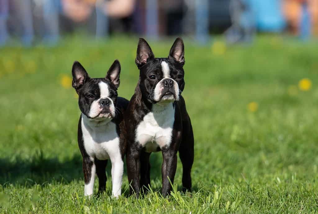 due Boston terrier sull'erba verde