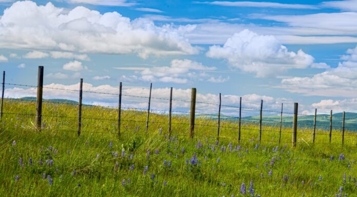 Fenceline su Open Cattle Range presso il Douglas Lake Ranch