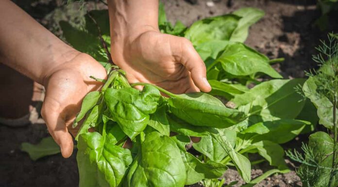 Agricoltore che detiene foglie di spinaci appena raccolte, verdure da agricoltura locale, prodotti biologici, raccolto autunnale