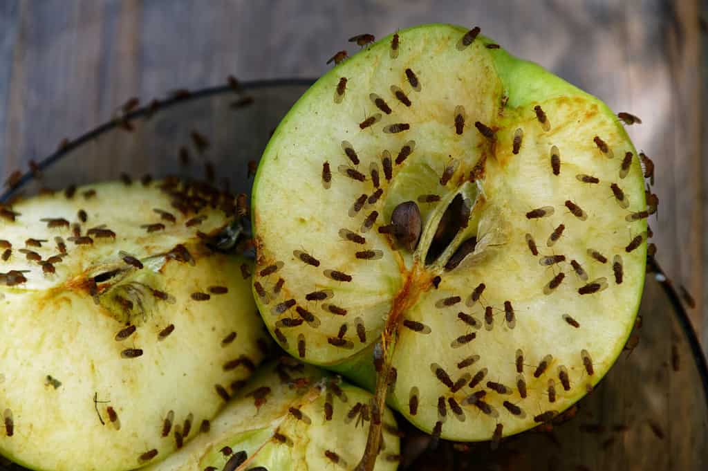 Una mela tagliata ha attratto i moscerini della frutta per nutrirsene