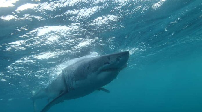 uno dei più grandi grandi squali bianchi, Carcharodon carcharias, mai osservato, una femmina di 5,5 metri di nome Jumbo, Neptune Islands, South Australia