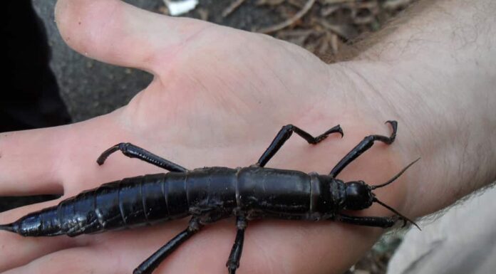 L'insetto più raro del pianeta è stato trovato su un'isola disabitata nel Pacifico
