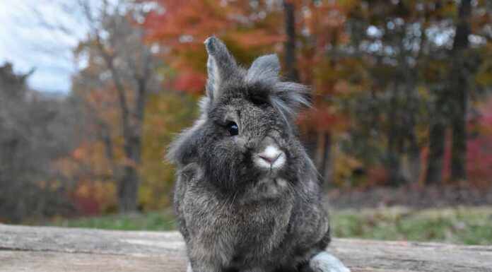 Lionhead Rabbit: guida al temperamento, alla dieta e alla cura
