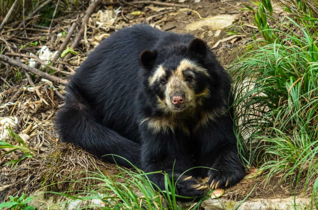 Orso dagli occhiali (Tremarctos ornatus), noto anche come orso andino, orso andino dalla faccia corta o orso di montagna