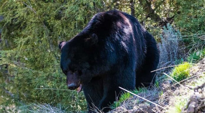 Fauna selvatica animale, animali allo stato brado, orso, bellezza, orso nero