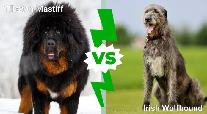 Mastino tibetano contro Irish Wolfhound: spiegate 4 differenze chiave
