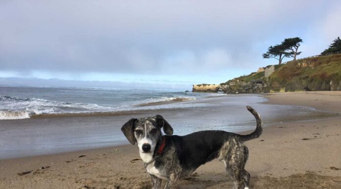 Bassotto Pit Bull mix cucciolo in spiaggia