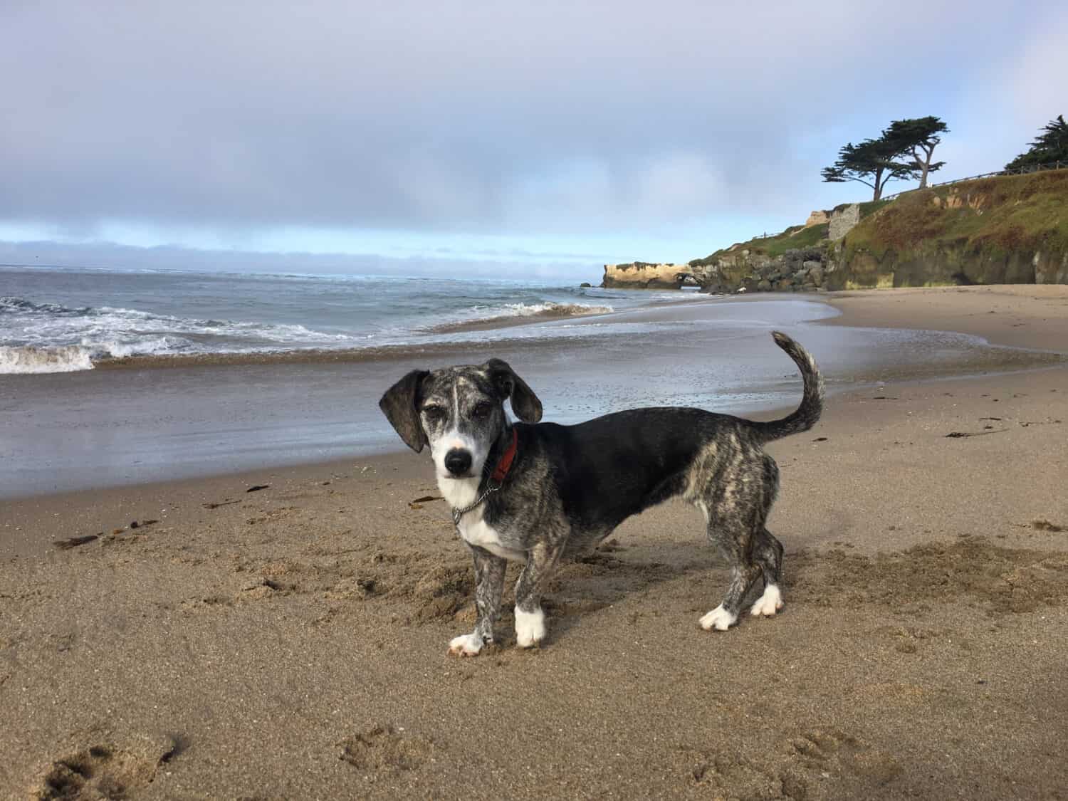 Bassotto Pit Bull mix cucciolo in spiaggia