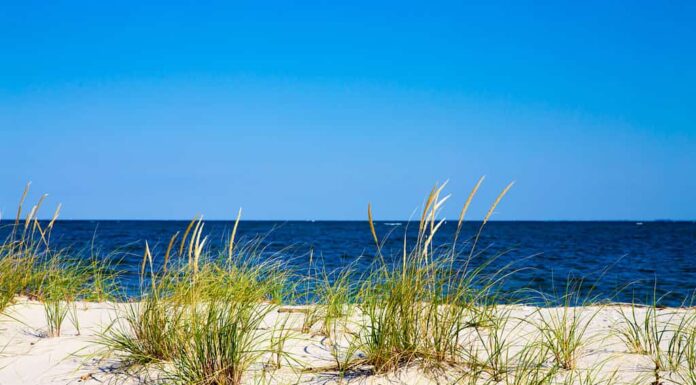 Il litorale della baia di Chesapeake nel parco naturale di Flag Ponds nella contea di Calvert, nel Maryland, una spiaggia popolare per la caccia ai fossili.