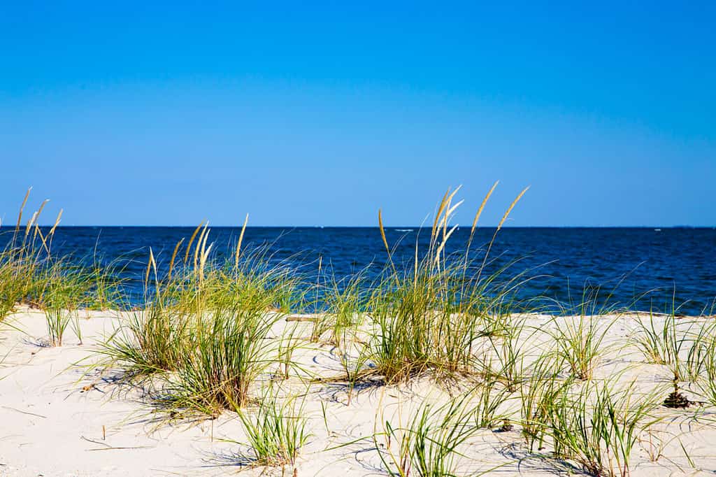 Il litorale della baia di Chesapeake nel parco naturale di Flag Ponds nella contea di Calvert, nel Maryland, una spiaggia popolare per la caccia ai fossili.