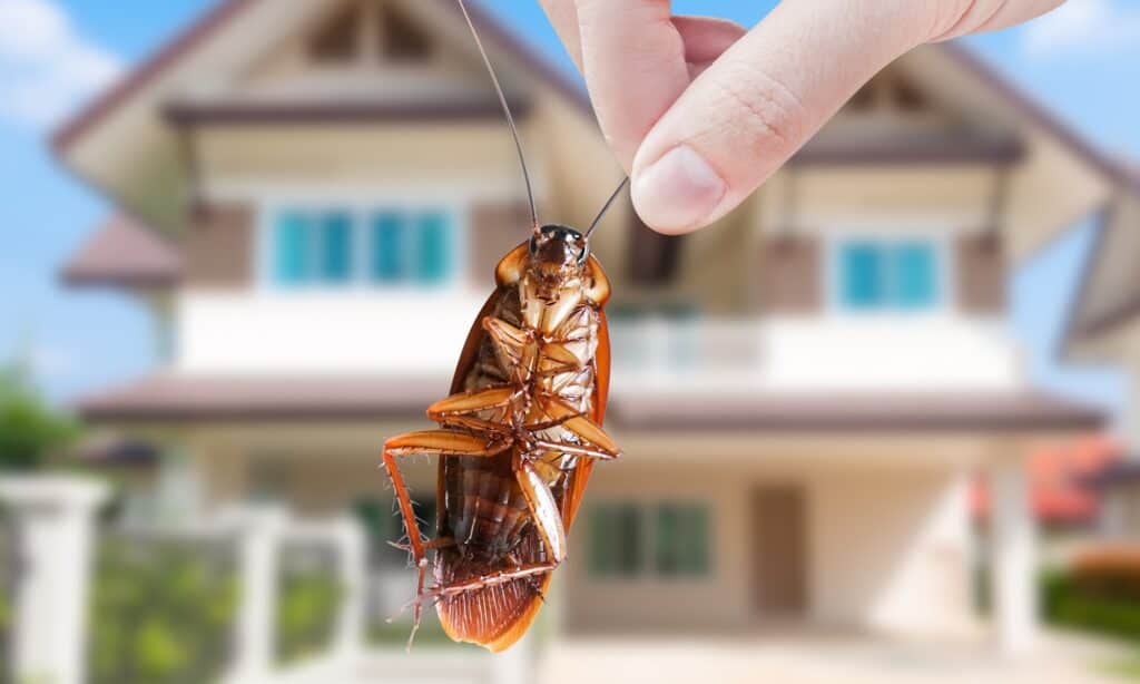 Vivere con gli scarafaggi non è sicuro perché diffondono malattie.