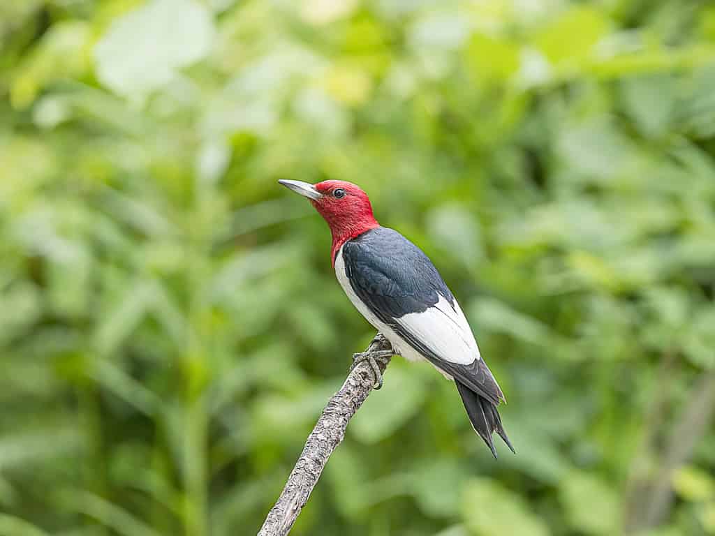 Picchio rosso appollaiato nella foresta.