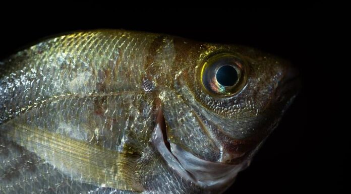 Foto del primo piano del pesce azzurro in acqua